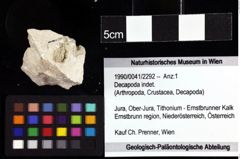 Foto (Objket + Etiketten) von Decapoda indet. 